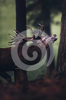 Bellowing red deer stag in autumn pine forest.