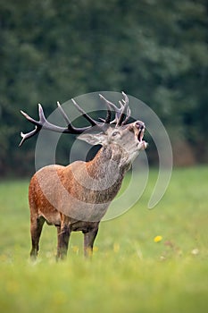 Bellowing red deer stag with huge dark antlers in rutting season