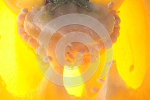 Bellpepper background