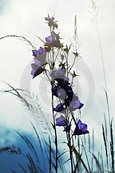 Bells against the evening sky