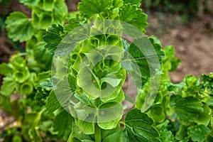 Bells-of-Ireland Moluccella laevis