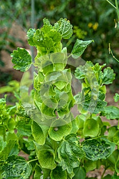 Bells-of-Ireland Moluccella laevis