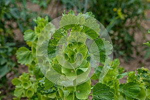 Bells-of-Ireland Moluccella laevis