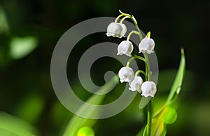 Bells of Lily of the valley photo