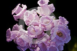 Bells pink flowers beautiful background