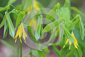 Bellwort