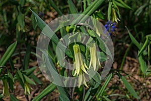 Bellwort  blooming in the early spring.