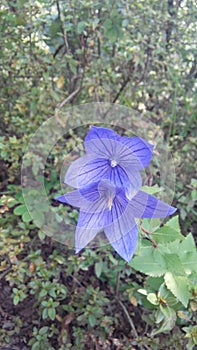 Bellwort flower