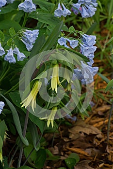 Bellwort in natural setting