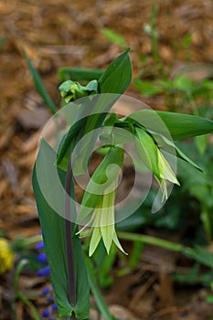 Bellwort in natural setting