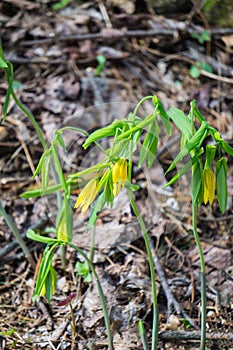 Bellwort Wildflowers, Uvularia grandflora