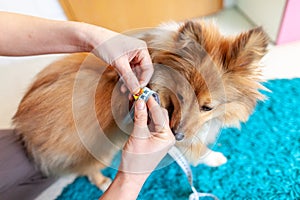 Belly circumference is measured with a tape measure on a dog photo