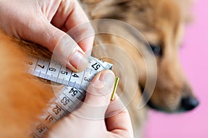 Belly circumference is measured with a tape measure on a dog