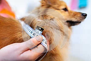 Belly circumference is measured with a tape measure on a dog