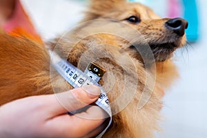 Belly circumference is measured with a tape measure on a dog photo