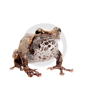 Belly spotted froglet isolated on white background