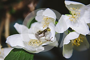 Belly-spotted froglet with white philadelphus flower bush