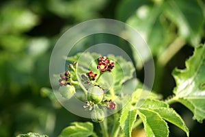 Bellyache bush (Jatropha gossypiifolia) with small red flowers and seed pods. photo