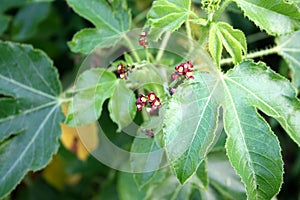 Bellyache bush (Jatropha gossypiifolia) with small red flowers and seed pods. photo
