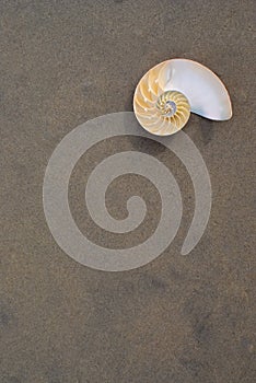 Bellybutton Nautilus (Nautilus macromphalus)