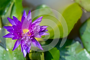Bellyful lotus on the water surface photo