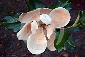 Belmont antebellum plantation magnolia blossom