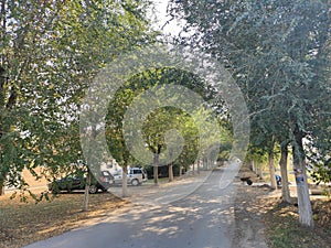 Belo blato village paved road with trees