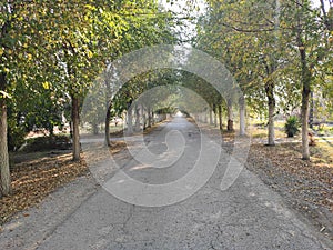 Belo blato village paved road with trees