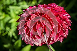 Belonging to the family Asteraceae dahlia flowers