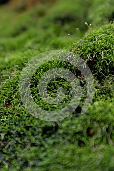 Moss-Bryophyte