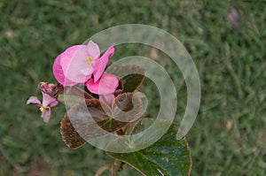 Begonia dichotoma jacquin photo