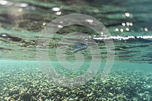 Belonidae underwater in the ocean of egypt, underwater in the ocean of egypt, Belonidae underwater photograph underwater photo