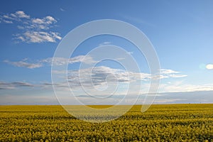 Belorussian flower field. 