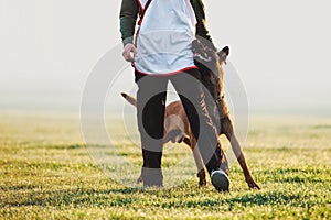 Beloved dog breed Belgian shepherd dog walks next to man and looks in the eyes
