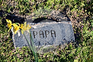 Beloved Papa is Remembered With Daffodils