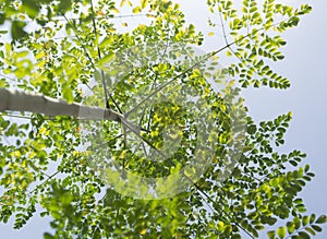 Below Angle View Of Soars High Moringa Tree