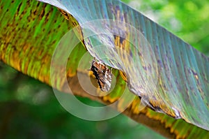 Below the banana leaf a consul fabius photo