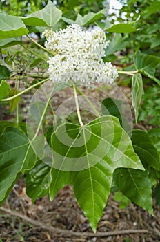 Flower And Leaf Of The Candlenut Tree