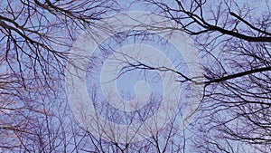 From below branches of leafless trees growing against violet evening sky in park