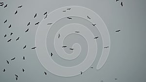 From below flock of storks flying against gray cloudy sky. Silhouettes of soaring birds as a symbol of freedom and