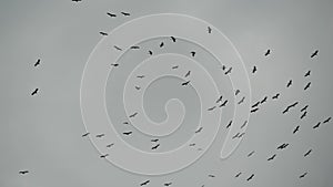 From below flock of storks flying against gray cloudy sky. Silhouettes of soaring birds as a symbol of freedom and nature. Concept