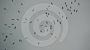 From below flock of storks flying against gray cloudy sky. Silhouettes of soaring birds as a symbol of freedom and nature. Concept