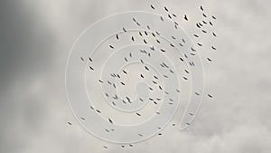 From below flock of storks flying against gray cloudy sky. Silhouettes of soaring birds as a symbol of freedom and nature. Concept