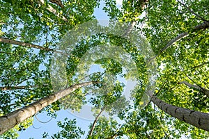 Below photo of poplar trees and recycle icon design on sky as a symbol of clean air quality.