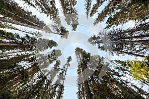 Below of tall pine tree green leaves and blue sky in autumn forest at national park