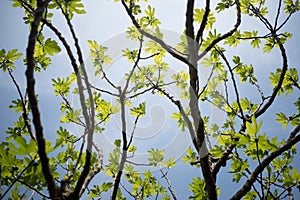 Below view of fig tree with green leaves and foliage and branches, with clear blue sky, in fruit growing farm in the countryside