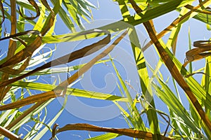 Below view of sugar leaf with blue sky.Dry and fresh leaves.Agricultural economy plant