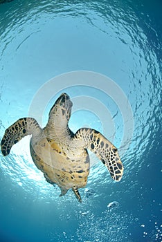 Below view of a swimming hawksbill turtle