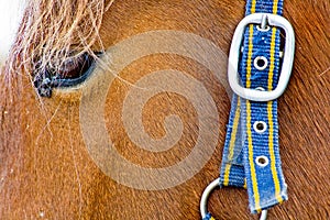 Belt with buckle on a brown horse hair