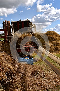 A belt driven threshing machine is in full operation